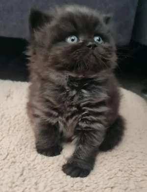 British longhair 1500  lei băiețel pufos - imagine 2