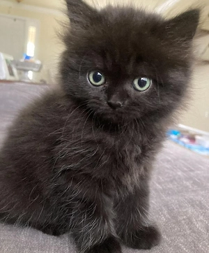 British longhair 1500  lei băiețel pufos - imagine 3