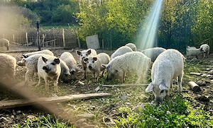 Ofertă: Purcei MANGALIȚĂ 100% PURĂ! - imagine 2