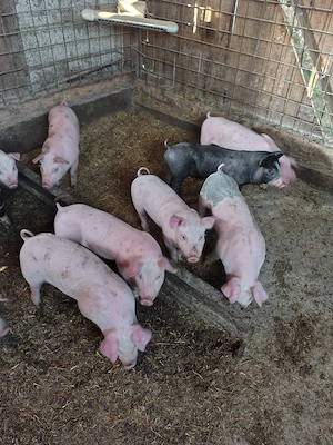 purcei de vânzare  - imagine 3