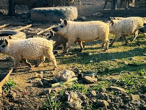 Ofertă: Purcei MANGALIȚĂ 100% PURĂ! - imagine 3