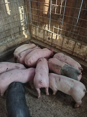 purcei de vânzare  - imagine 2