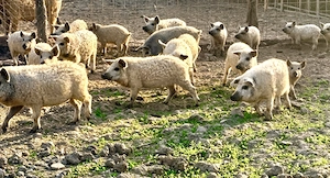 Ofertă: Purcei MANGALIȚĂ 100% PURĂ! - imagine 4