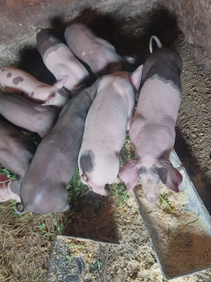 Vand purcei  - imagine 2