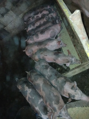 vând purcei  - imagine 3