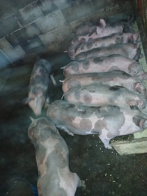 vând purcei  - imagine 2