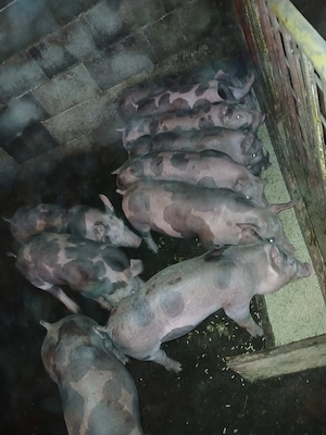 vând purcei  - imagine 4