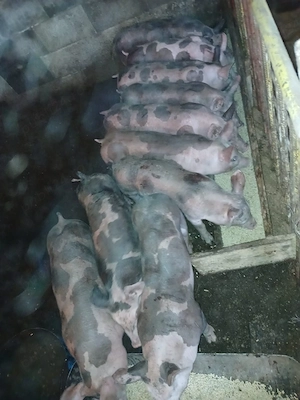 vând purcei  - imagine 5