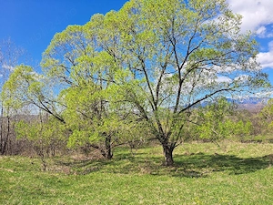 teren intabulat extravilan 3500m - imagine 5