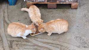 Pisici blânde și jucăușe. Portocală, Botoșica și Mandarina.  - imagine 3