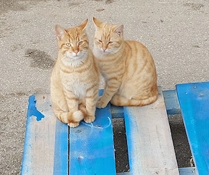 Pisici blânde și jucăușe. Portocală, Botoșica și Mandarina.  - imagine 5