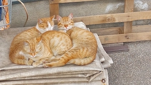 Pisici blânde și jucăușe. Portocală, Botoșica și Mandarina.  - imagine 2