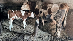 Vaca cu vitel - imagine 2