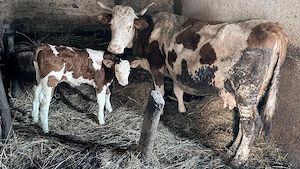 Vaca cu vitel - imagine 3