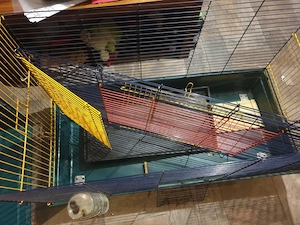 Cusca animale de companie - imagine 5