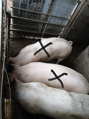 Porci de vânzare rasă Landrace - imagine 3