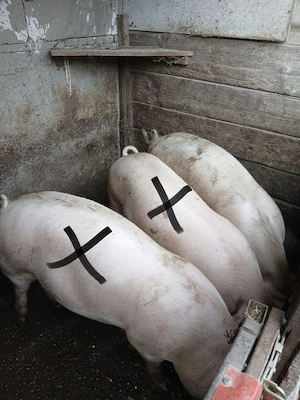 Porci de vânzare rasă Landrace - imagine 2