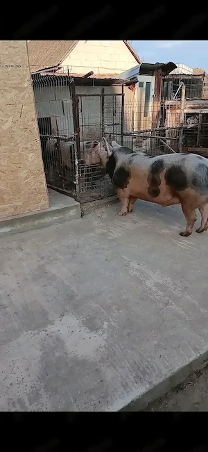 Vând porc petrian 180-200kg