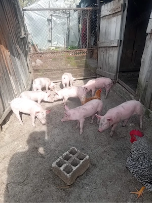 Purcei Marele Alb  - imagine 3