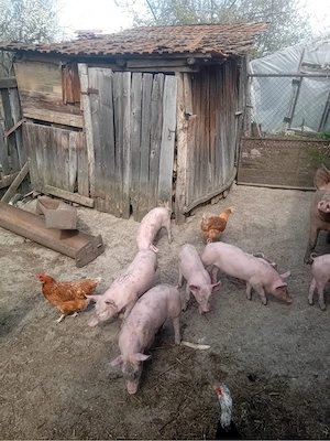 Purcei Marele Alb  - imagine 4