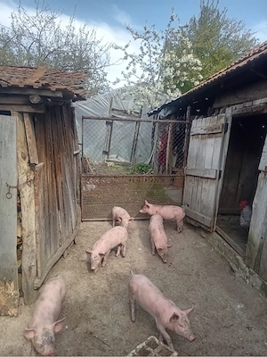 Purcei Marele Alb  - imagine 2