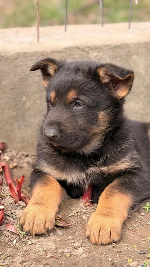 Pui Ciobănesc German