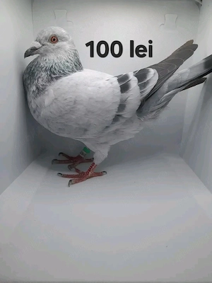 Vând urgent 3 porumbei sau separat - imagine 3