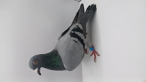 Vând urgent 3 porumbei sau separat - imagine 2