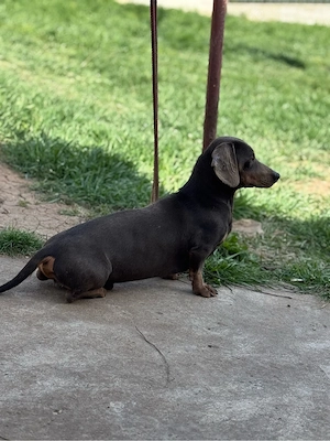 mascul teckel blue - imagine 3