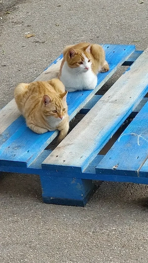 Pisici blânde și jucăușe. Portocală, Botoșica și Mandarina.  - imagine 4