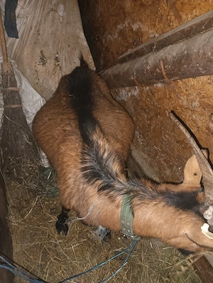 Vând capre zanen și alpina franceza - imagine 4