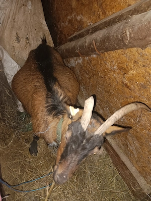 Vând capre zanen și alpina franceza - imagine 3