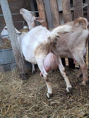 Vând capre zanen și alpina franceza - imagine 2