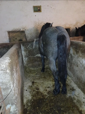 vnd mnza de 8 luni din cai buni pentru mai multe detalii la tell  - imagine 2