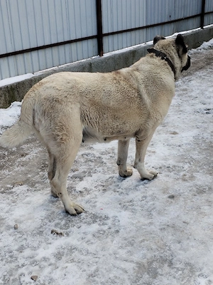 Vând femelă kangal 