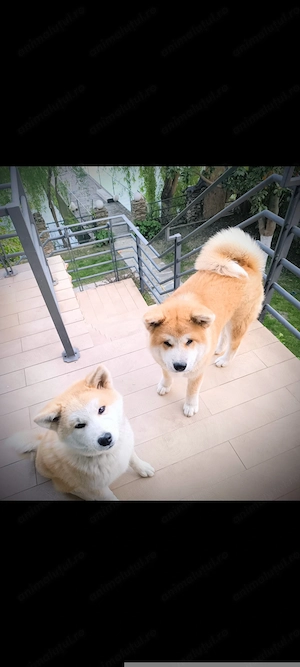 Vând pui (băiețel) Akita Inu 