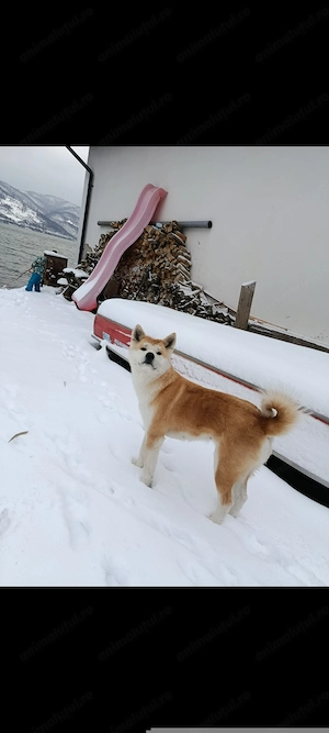 Vând pui (băiețel) Akita Inu  - imagine 2