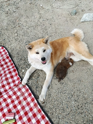 Vând pui (băiețel) Akita Inu  - imagine 3