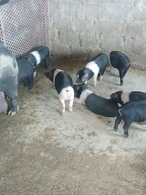 de vinzare - imagine 2