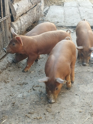 Purcei duroc cu Petrean de vanzare