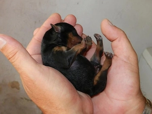 Mini Pinscher Toy cățeluși - imagine 3