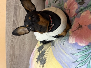 Mini Pinscher Toy cățeluși - imagine 4