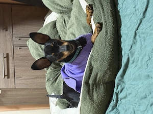 Mini Pinscher Toy cățeluși - imagine 5