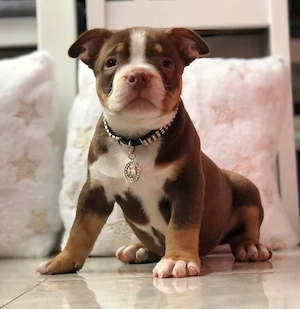 Mascul American Bully 3 luni 