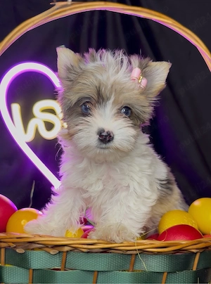Yorkshire terrier exotici