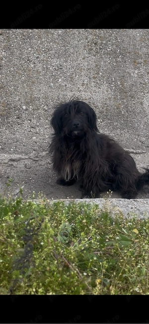 Dau la adoptie cățeluşă cuminte - imagine 3