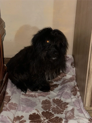 Dau la adoptie cățeluşă cuminte