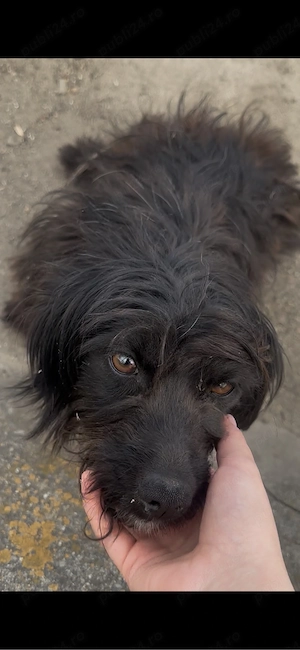 Dau la adoptie cățeluşă cuminte - imagine 2