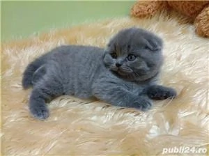 scottish si british blue