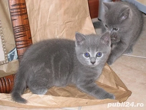 scottish si british blue - imagine 2